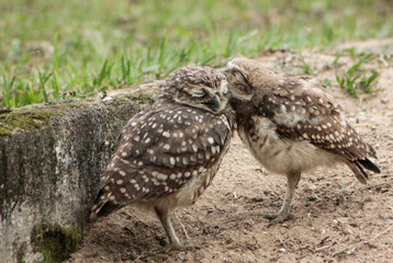 Loving owls