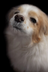Portrait of cute posing dog, lhasa apso