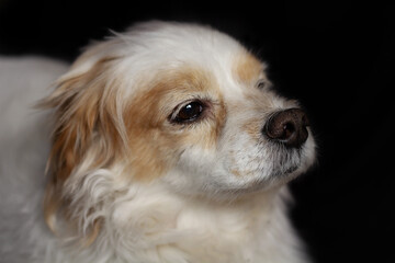 Portrait of cute posing dog, lhasa apso