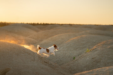 dog on a sandy quarry at sunset. Jack Russell Terrier on hills of sand. 