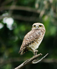 owl on a branch