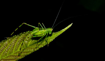 green grasshopper on a leaf
