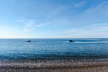 WHALES IN PUERTO MADRYN, PATAGONIA ARGENTINA
