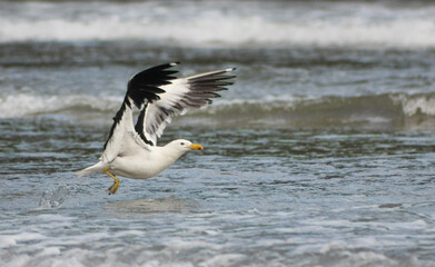 Fototapeta na wymiar flying bird on the beach