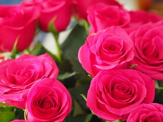 Close up Shot of a Dozen Roses