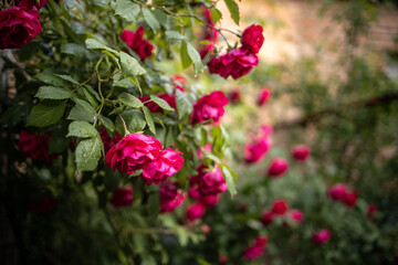 red and white flowers