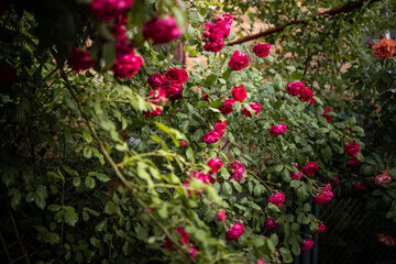red flowers in the garden