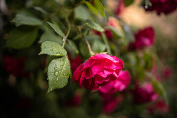 pink rose flower