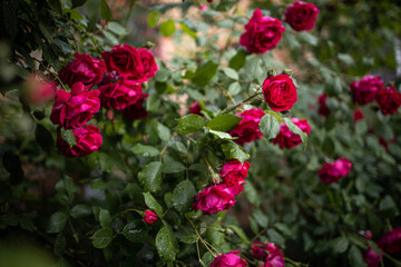 red flowers in the garden