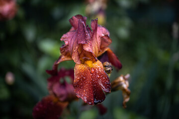 red and yellow flower
