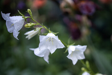 forget me not flowers
