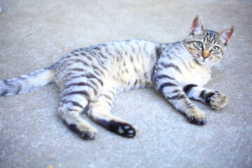 Obraz premium portrait of a tabby cat resting relaxing on the floor outdoor