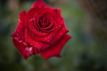 red rose with water drops