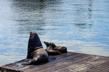 Pier 39 in San Francisco with sea lions, California