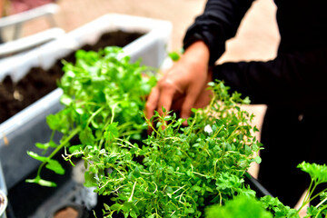Young european woman doing some gardening