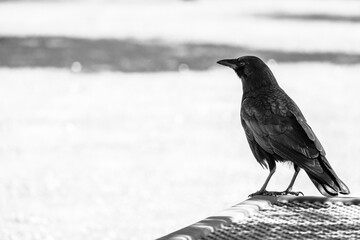 Crow standing on outdoor table in black and white