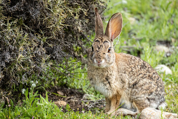 Wild rabbit in grassy scrub