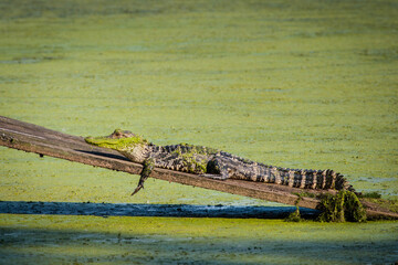 Alligator on Ramp