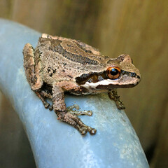 Garden frog