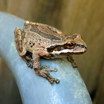 Garden frog