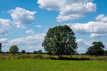 Fototapeta na wymiar Dutch Summer landscape with tree, green grass and cloudy blue sky