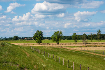 Dutch Summer landscape with trees, green grass and cloudy blue sky