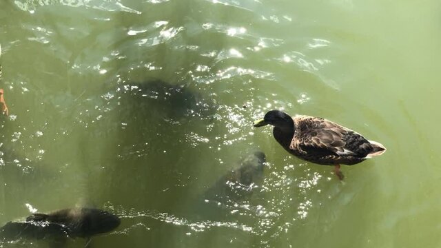 Fish and ducks fighting for food in a pond