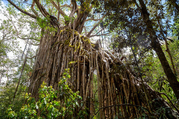 Spectacular curtain fig on the Tropical North Queensland, Australia