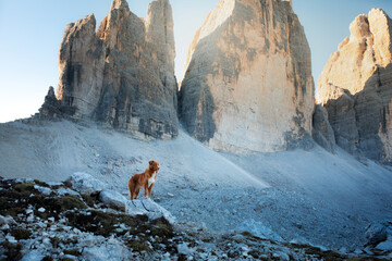 Dog in the mountains. Tracking, hiking with a pet. Nova Scotia Duck Tolling Retriever on top. Tre Cime di Lavaredo