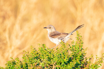 Northern Mockingbird