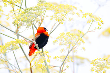 Northern Red Bishop