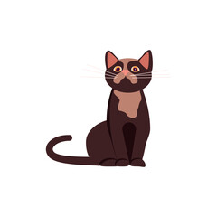Obraz premium Funny brown cat