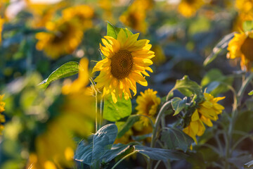 Naklejka premium Close-up. Yellow flower of a beautiful sunflower against the background of a sunflower field during a bright sunset