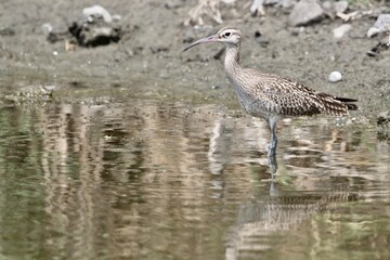 チュウシャクシギ