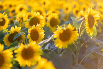 Beautiful sunflower field during sunset. Russian field with blooming yellow sunflowers in bright yellow light