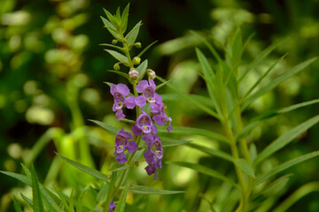 el color del encanto en una flor