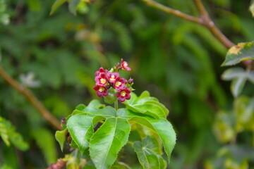 Una flor bonita y colorida en la ciudad