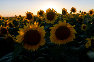 A beautiful field with sunflowers. Many beautiful yellow sunflowers grow on the field against the background of a bright sunset. Agriculture
