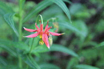 Western columbine at Kenai National Park in Alaska