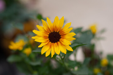 Naklejka premium or summer blooming sunflowers 