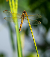 close up of a dragonfly
