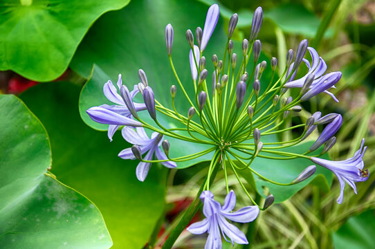 Purple flowering Allum nature background china