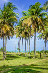 Fototapeta na wymiar the beauty of coconut trees on a beautiful beach