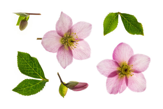 pink hellebore flowers, buds and leaves background