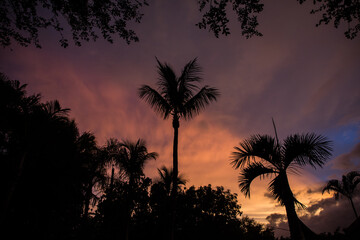 Tropical Palm Tree Silhouettes against Beautiful colorful Tropical Sunset Sky