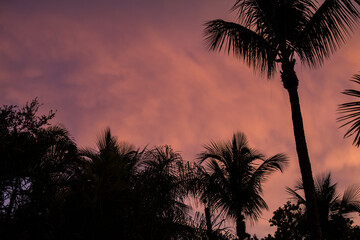 Tropical Palm Tree Silhouettes against Beautiful colorful Tropical Sunset Sky