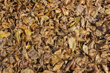 Autumn leaves texture. Natural background. Autumn in the park.