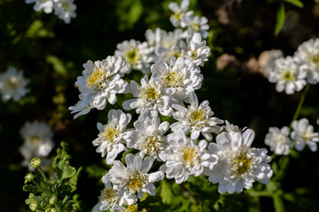 Fototapeta premium White flowers on a background of green foliage. Floral background.