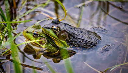 Frogs in love