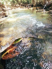 stream in the forest